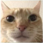 Bingus Dingus