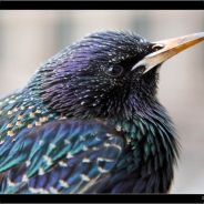 [VIN]STARLING