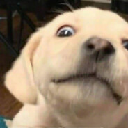 =))))))