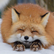 Spooky Fox