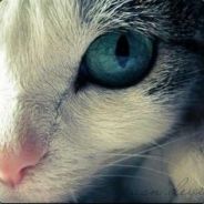 BlackCat