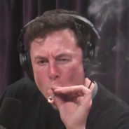 Elon musca