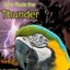 thunderparrot69