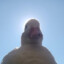 DUCK MAN