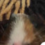 GuineaPig558