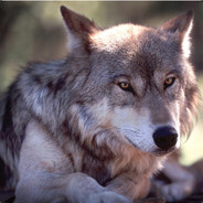 胖胖胖胖胖胖PANG's Avatar