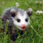 Possum