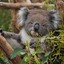 Sassy_Koala