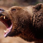 Grizz-lee