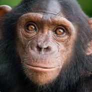 Bonobo