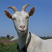 Sikje