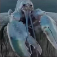 blue lobter