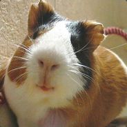 :}