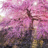 SakuraSprig