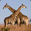 Tentedgiraffe