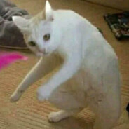 🏎️💨Curvista🏎️💨