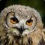 The Superb Owl