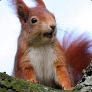 AmokHoernchen96