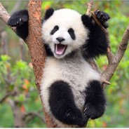 Pandasmonium