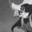 Steam avatar of imangrybird