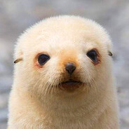 Baby Seal