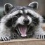 ItsAFlippinRaccoon