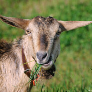The Goat