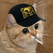 Just a Cat
