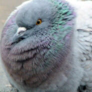 ThiccPigeon avatar