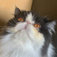 Noryu
