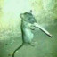 raton fumeta