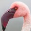 FlamingoNatural