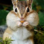 ChipmunkJury