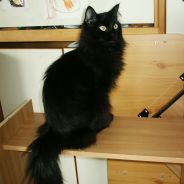 Mirrka