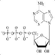 SkT°Zmije - POWERed by ATP