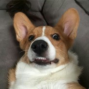 No Lyfe Corgi