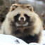 Tanuki