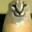 Group Avatar