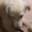 Steam avatar of whitheeeagle6