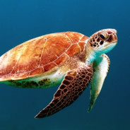 Sven Ruediger Gewalt