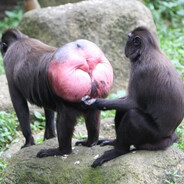 Chimp chimp (Check my profile)