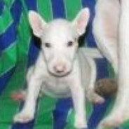 hola soy un men's avatar