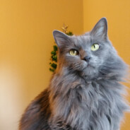 NickyCat