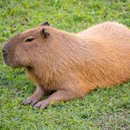 be like capybara