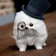 DapperDog