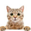 gsher#banditcamp.com