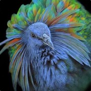 CTBird