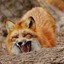 angryfox