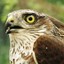 Bussard