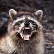 Raccoon